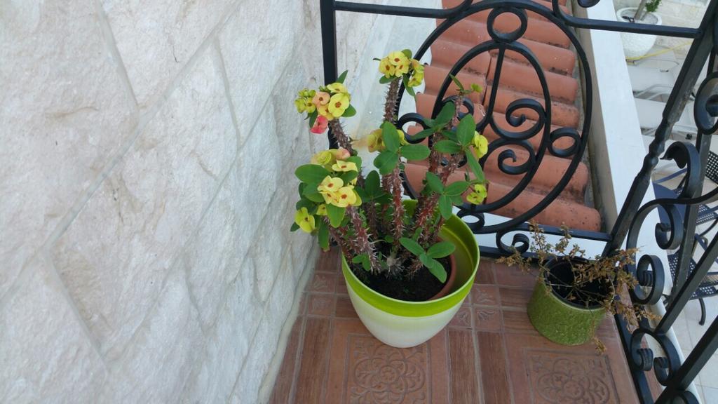 Villa Mare Apartments Тиват Екстер'єр фото